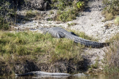 Alligators Aransas NP 2023